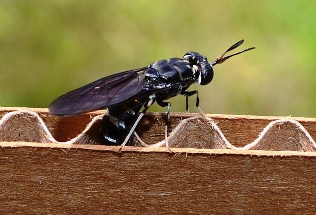 Composting issues and solutions- Maggots 